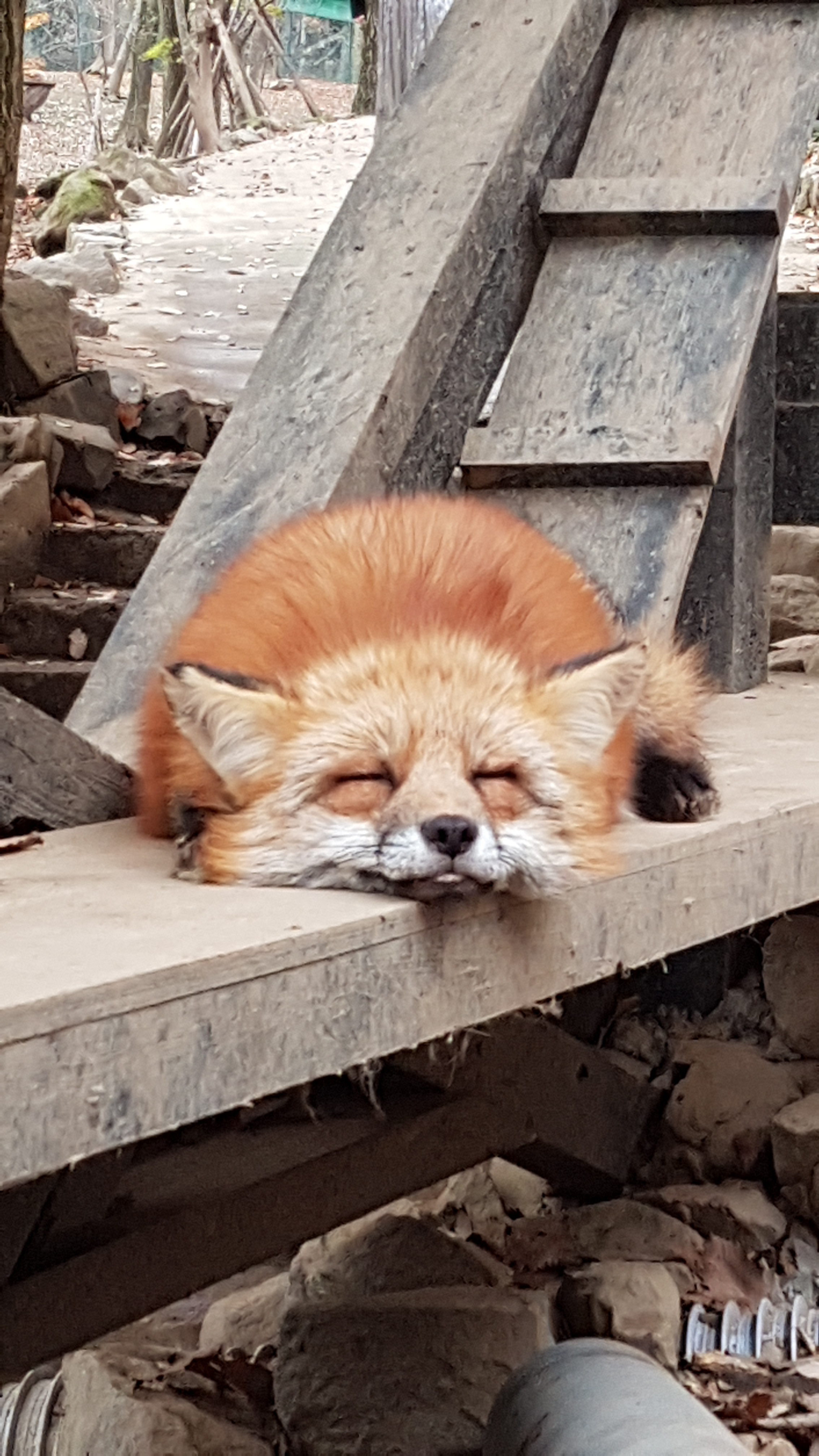 FOX: AN APPRECIATION